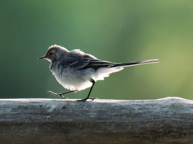 Wagtail