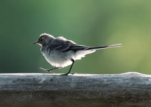 Wagtail